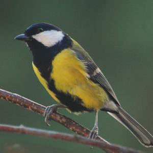 Great Tit