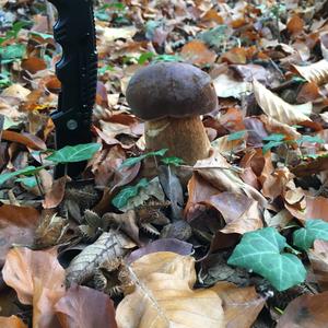 Bay Bolete