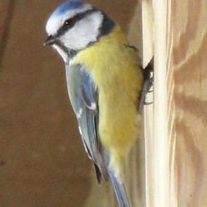 Blue Tit