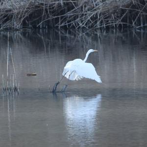 Great Egret