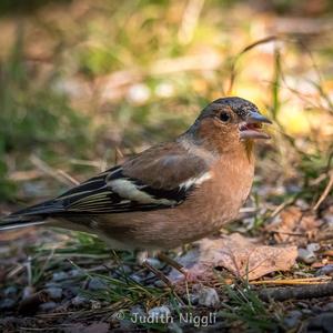 Eurasian Chaffinch