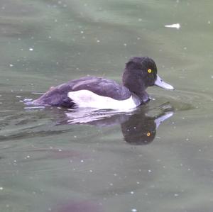 Tufted Duck