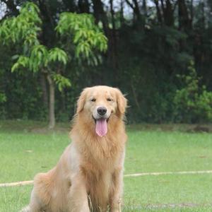 Retriever (Golden)