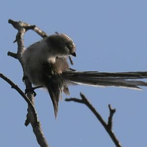 Long-tailed Tit