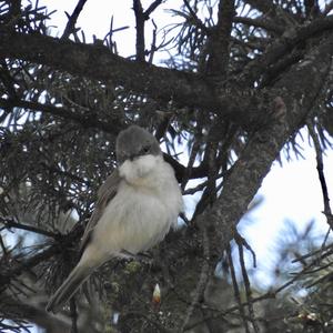 Lesser Whitethroat