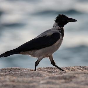 Hooded Crow