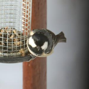 Coal Tit