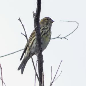 European Serin