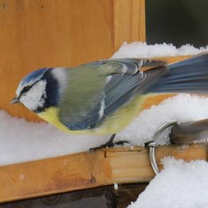 Blue Tit