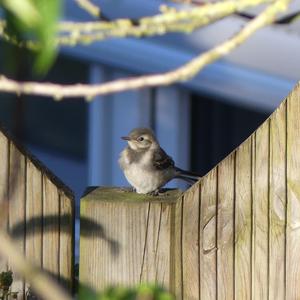 White Wagtail