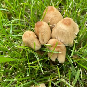 Clustered Psathyrella