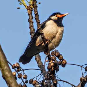 Asian Pied Starling