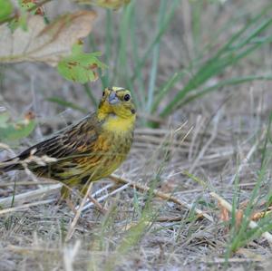 Yellowhammer