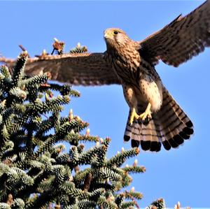 Common Kestrel