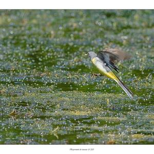 Grey Wagtail