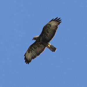 Common Buzzard