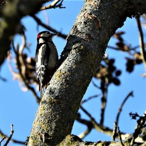 Great Spotted Woodpecker