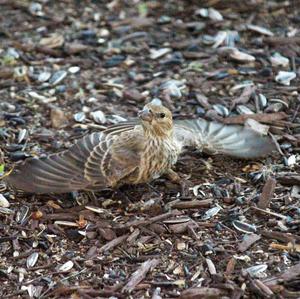 House Sparrow