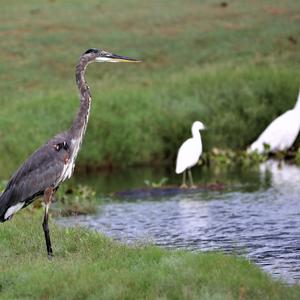 Great Blue Heron