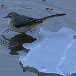 Grey Wagtail