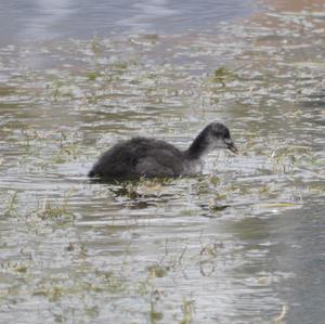 Common Coot