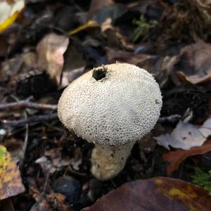 Gem-studded Puffball