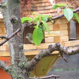 European Greenfinch