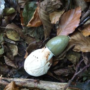 Stinkhorn, Common