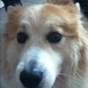 Unknown Breed