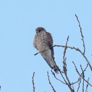 Common Kestrel