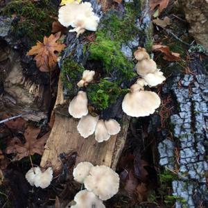 Oyster Mushroom