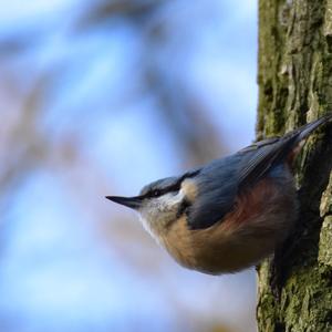 Wood Nuthatch