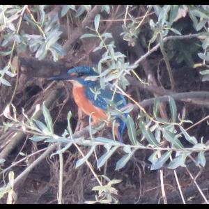 Common Kingfisher