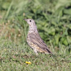 Mistle Thrush