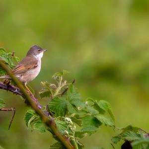 Common Whitethroat