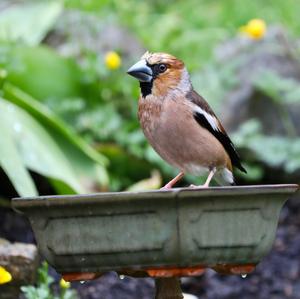 Hawfinch