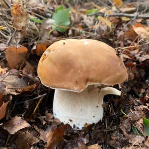 King Bolete