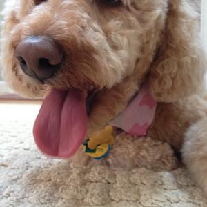 Unknown Breed