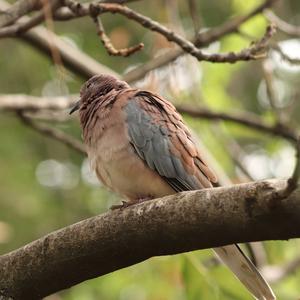 Laughing Dove