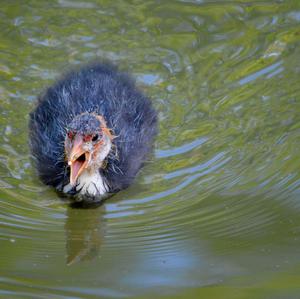 Common Coot