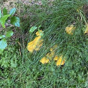 Chanterelle, Common