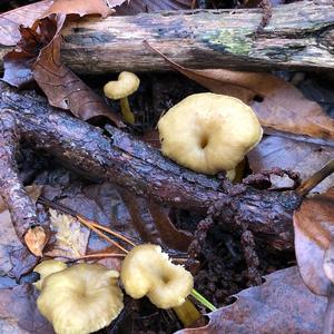 Trumpet Chanterelle