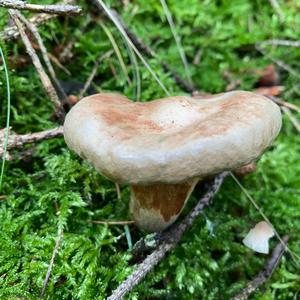 Poison Paxillus