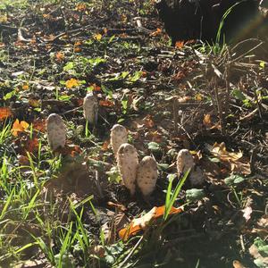 Shaggy Mane