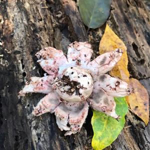 Collared Earthstar