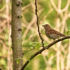 Song Thrush