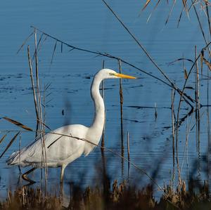 Great Egret