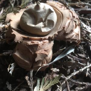 Collared Earthstar