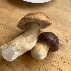 King Bolete