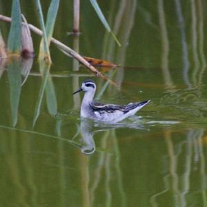 Red-necked Phalarope